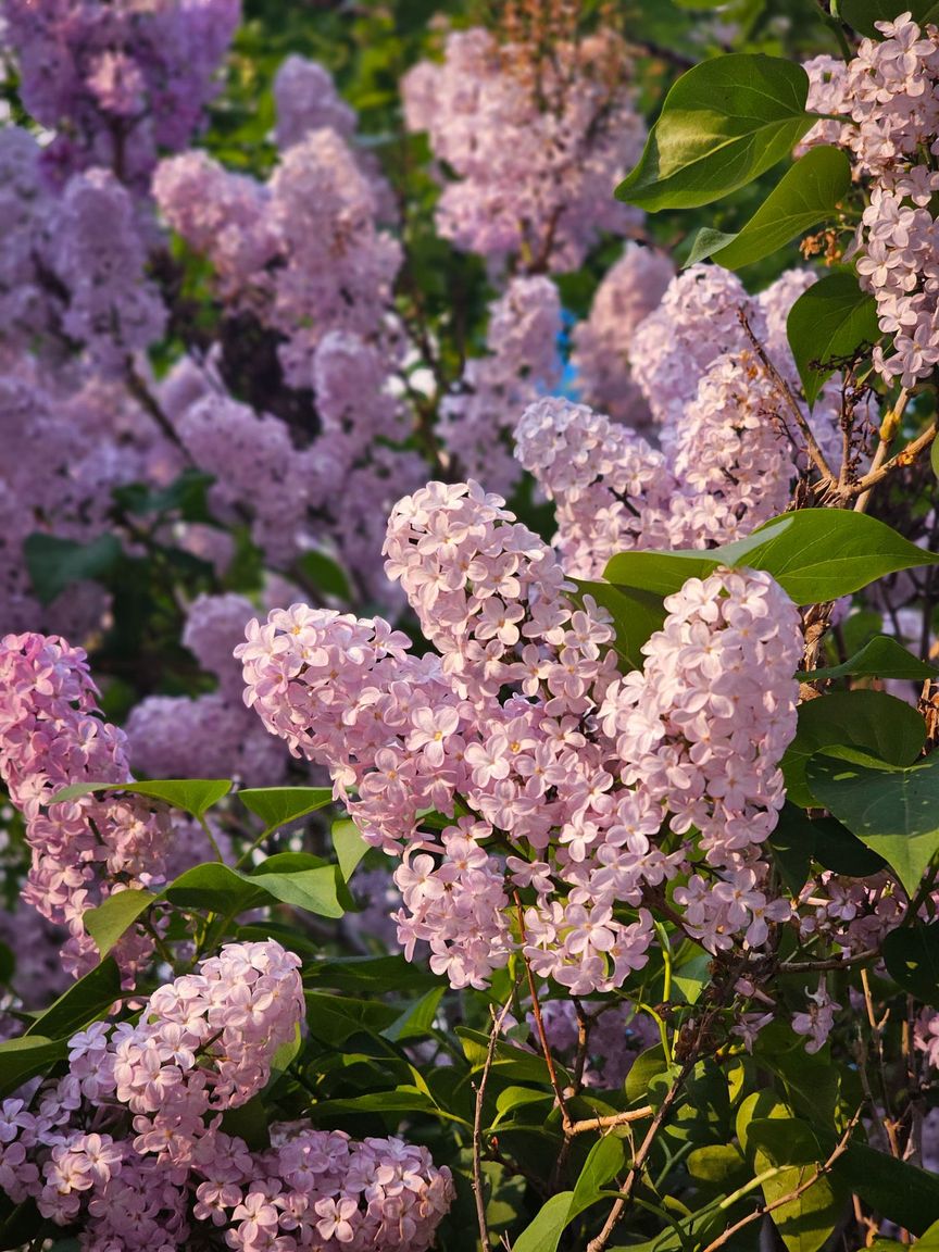 Cream soft tee among lilac petals in dappled garden light