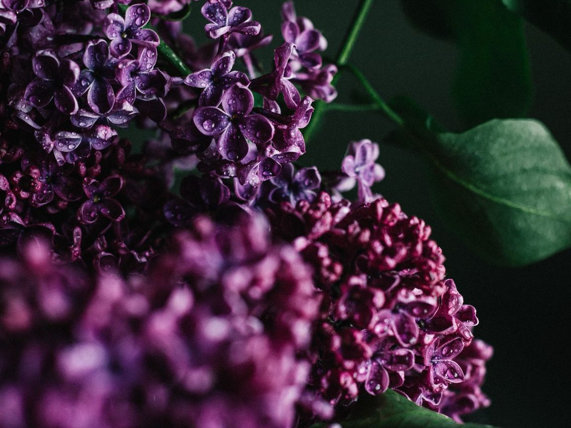 Lilac peony mood board