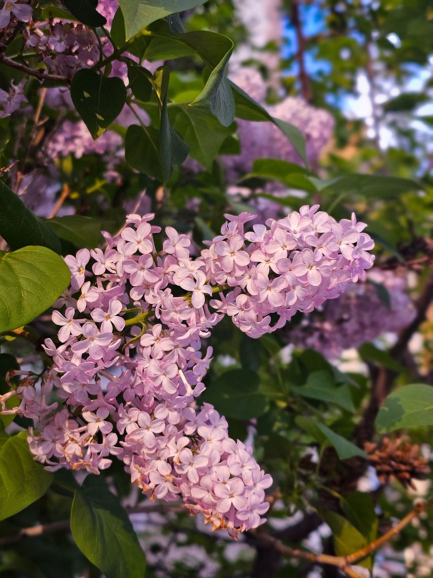 Light knit hanging under wisteria blooms